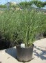 Miscanthus_sin.__48b14495b8fe4.jpg