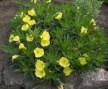 Oenothera_macroc_4a854c06da6ba.jpg