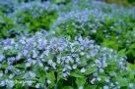 Omphalodes_verna_4a854c19efe9b.jpg