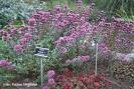 Origanum_l.__Her_4a854c4bce4f0.jpg