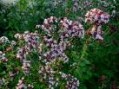 Origanum_vulgare_4a854c5ca705c.jpg