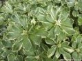 Pachysandra_t.___4a854ca452538.jpg