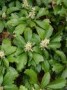 Pachysandra_term_4a854cc98fe8d.jpg