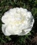 Paeonia__Duchess_4a854ce515359.jpg