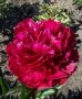 Paeonia__Karl_Ro_4a854d4c69078.jpg