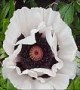 Papaver__Perry_s_4a854d7704ca7.jpg