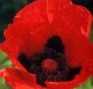 Papaver__Rembran_4a854d8d48551.jpg