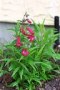 Penstemon__Garne_4a855148b643f.jpg