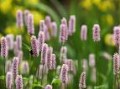 Persicaria_a.__S_4a85516d0a7b9.jpg