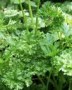 Petroselinum_cri_4a8551ac63637.jpg