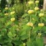 Phlomis_russelia_4a8551cfa5e64.jpg
