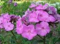 Phlox__Amethyst__4a8551e42b37d.jpg