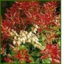 Pieis_jap.__Moun_4acc70e207aa4.jpg