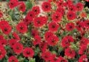 Potentilla__Gibs_4a856c43e0fa4.jpg