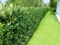 Prunus_l.__Cauca_4ac5d60b5b9a7.jpg