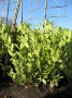 Prunus_l.__Rotun_492806ff3b9e6.jpg