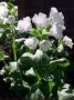 Pulmonaria_o._Si_4a856cbf5bff3.jpg