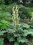 Rheum_p._tanguti_4a856cff2ba13.jpg