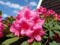 Rhododendron__An_495886f723b52.jpg