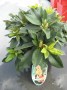 Rhododendron__Go_48b161d56f70f.jpg