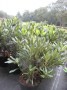 Rhododendron__No_495895a5c34c4.jpg
