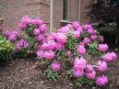 Rhododendron__Ro_495893b6356fa.jpg
