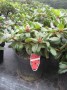 Rhododendron__Sc_4958850143ae2.jpg