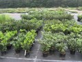 Rhododendron_c.__49588852ee54a.jpg