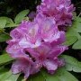Rhododendron_c.__495889dc1ad32.jpg