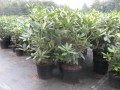 Rhododendron_c.__49588b5bb4916.jpg