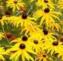 Rudbeckia_f.__Go_4a856d3e45c7a.jpg