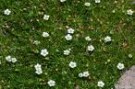 Sagina_subulata__4a856d76719f4.jpg