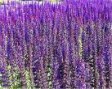 Salvia_n.__Ostfr_4a856d8dd5837.jpg