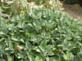 Salvia_o.__Bergg_4a856dc09b66e.jpg