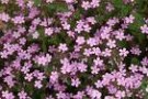 Saponaria_ocymoi_4a87d36d9d64e.jpg