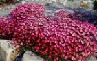 Saxifraga__Purpe_4a87d3aae32fa.jpg
