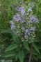 Scutellaria_inca_4a87d4144c4e7.jpg