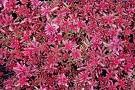 Sedum_a.__Coral__4a87d46e33095.jpg
