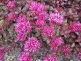 Sedum_s.__Fuldag_4a87d4d5693d1.jpg