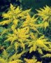 Solidago__Goldki_4a87d5d61b716.jpg