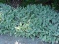 Stachys_byzantin_4a87d5f51efe1.jpg
