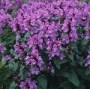 Stachys_g.__Supe_4a87d33eb9208.jpg