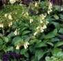 Symphytum_grandi_4a87d92c7aac9.jpg