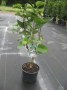 Syringa_vulg.__M_4958827733070.jpg