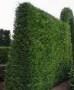 Taxus_baccata__V_4ac5d6be62f4c.jpg