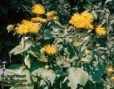 Telekia_speciosa_4a87d94210460.jpg