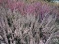 Teucrium_lucidry_4a87d9740c476.jpg