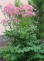 Thalictrum_aquil_4a87d99ed2156.jpg