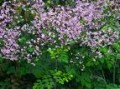 Thalictrum_roche_4a87d9bbd766f.jpg