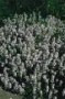 Thymus_p.__Albif_4a87d9ecd57b6.jpg